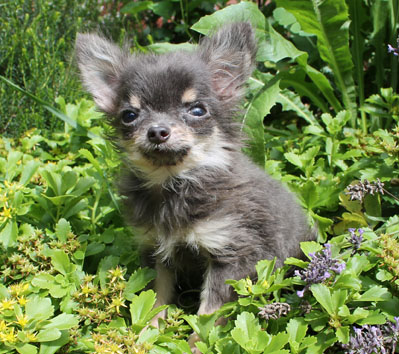 Mini Chihuahua Welpe